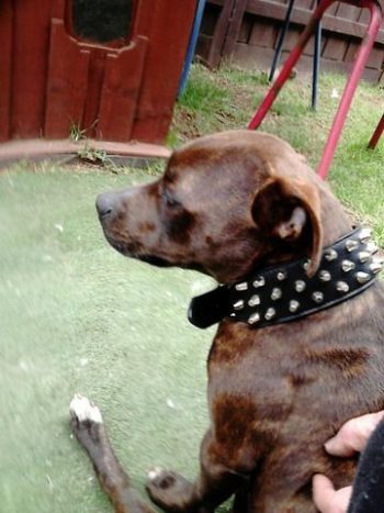 staffy collar