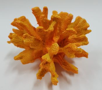 orange coral