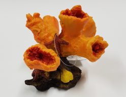 orange and red coral