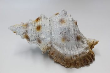 White Sea Shell Ornament